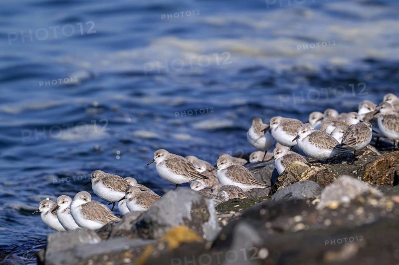 Flock of sanderlings (Calidris alba) in non-breeding plumage resting on high tide refuge during high water in late winter, early spring