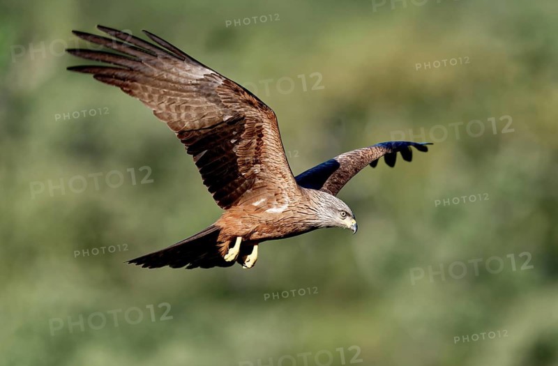 Black Kite (Milvus migrans) in flight, Extremadura, Spain