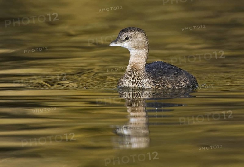 Pied-billed Grebe (Podilymbus podiceps), Arizona, USA