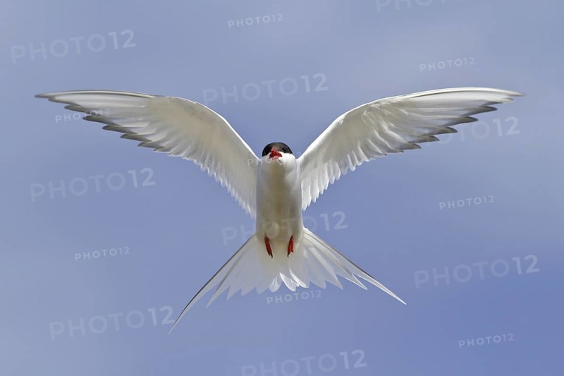 Arctic Tern (Sterna paradisaea) flying, Manitoba, Canada