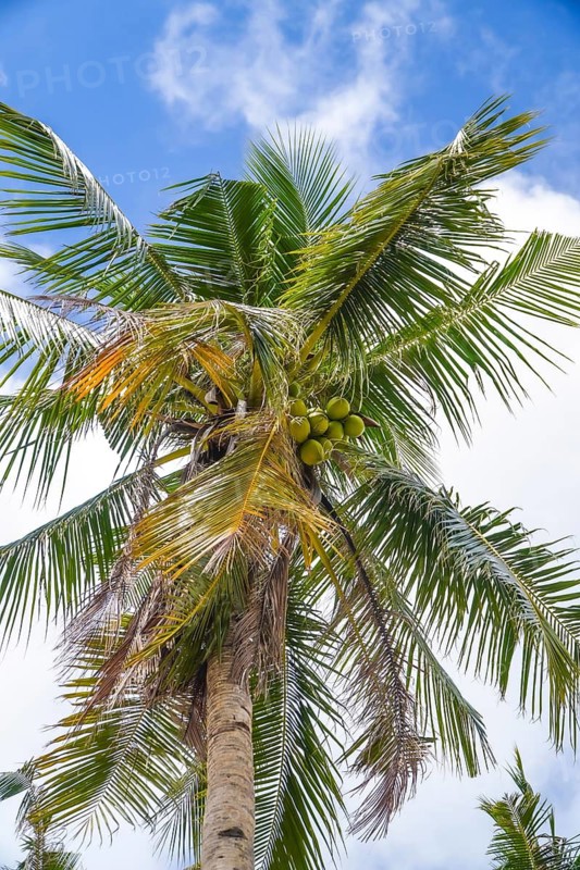 Green coconuts growing on a palm tree against a blue sky with white clouds on a tropical island in the philippines