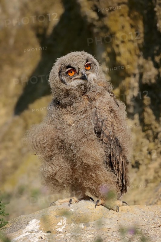 Eurasian eagle-owl (Bubo bubo), young bird at the breeding site, France