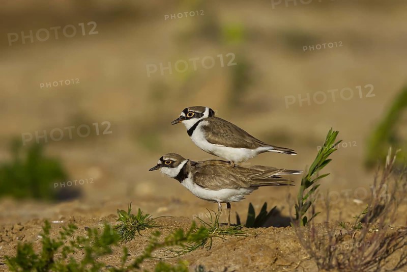 Little Ringed Plover (Charadrius dubius) pair mating, North Rhine-Westphalia, Germany