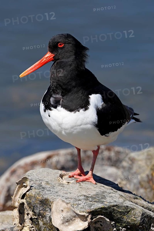 Oystercatcher (Haematopus ostralegus), North Sea coast, Schleswig-Holstein, Germany