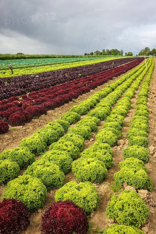 Soest, Sauerland, North Rhine-Westphalia, Germany - Vegetable cultivation, lettuce plants grow in rows in the field, oak leaf lettuce (Lactus sativa var. crispa), also known as oak leaf lettuce or American lettuce, and Lollo Bianco and Lollo Rosso