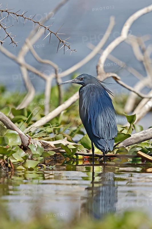 Black Heron (Egretta ardesiaca), Savuti, Botswana