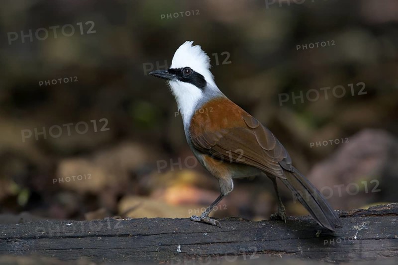 White-crested Laughingthrush (Garrulax leucolophus), Thailand