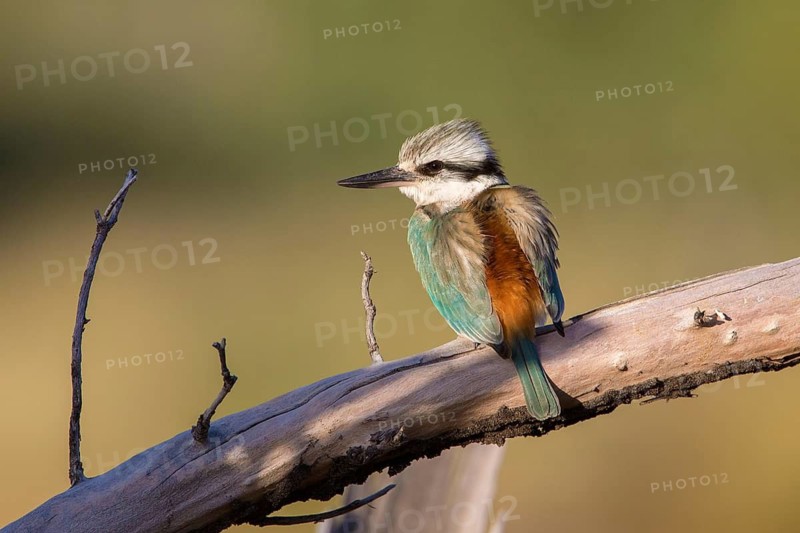 Red-backed Kingfisher (Todiramphus pyrrhopygius) female, Queensland, Australia