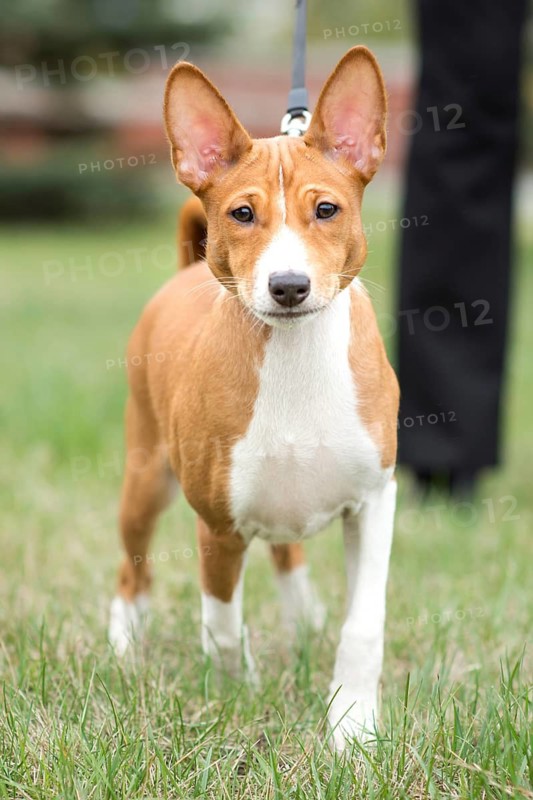 Cute Basenji puppy enjoy a delightful walk with his owner on a sunny day. Energetic dog explore his surroundings with curiosity and enthusiasm