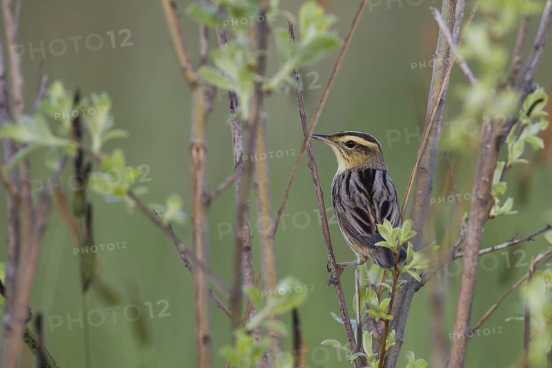 Aquatic Warbler (Acrocephalus paludicola), Poland