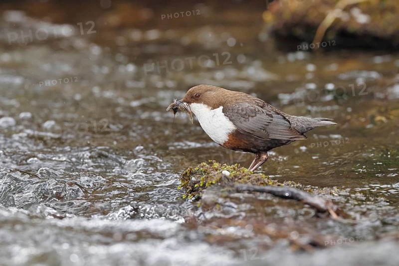 White-throated White-throated Dipper (Cinclus cinclus) standing with prey on a stone in the middle of a stream, the only native songbird that can also dive, wildlife, native nature, Wilnsdorf, North Rhine-Westphalia, Germany