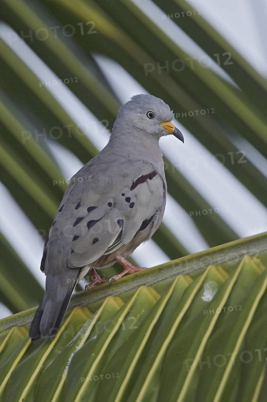 Croaking Ground Dove (Columbina cruziana), Ecuador