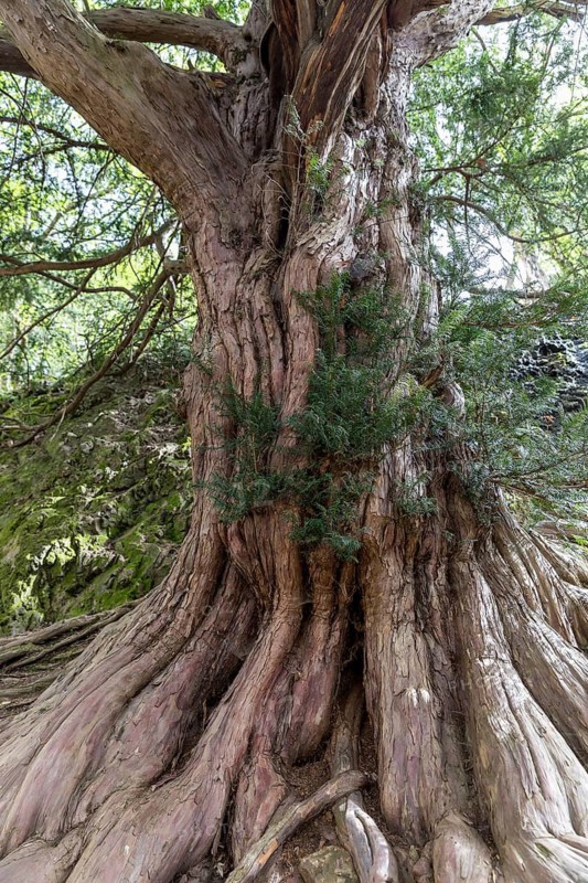 The 1000-year-old yew tree (Taxus) on the Lederberg in Schlottwitz in the Müglitz Valley, Glashütte, Saxony, Germany