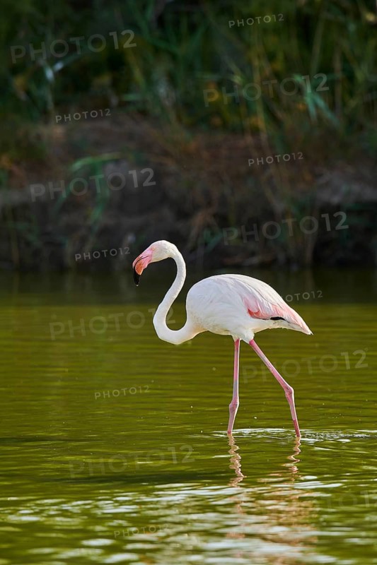 Greater Flamingos (Phoenicopterus roseus) walking in the water, Parc Naturel Regional de Camargue, France