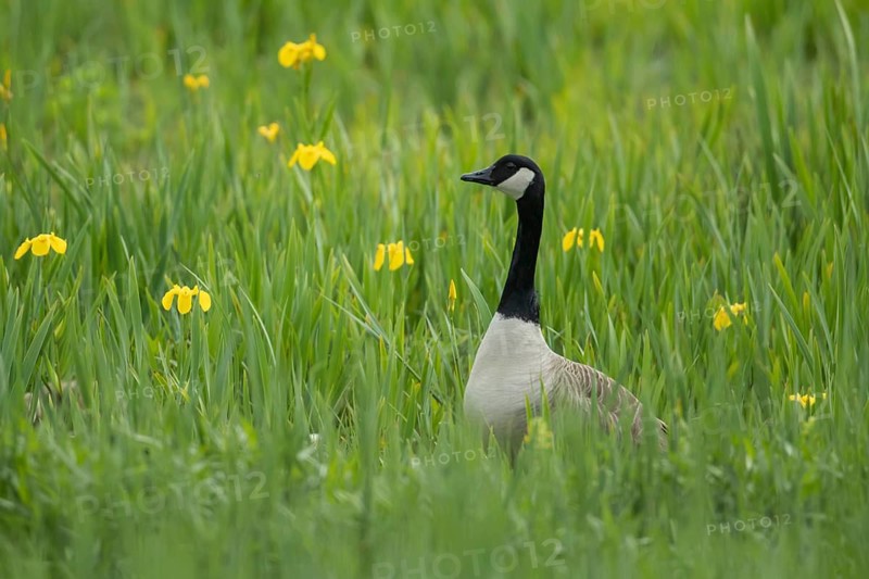 Canada goose (Branta canadensis) adult bird stood in a wetland meadow with yellow iris flowers in spring, RSPB Minsmere nature reserve, Suffolk, England, United Kingdom