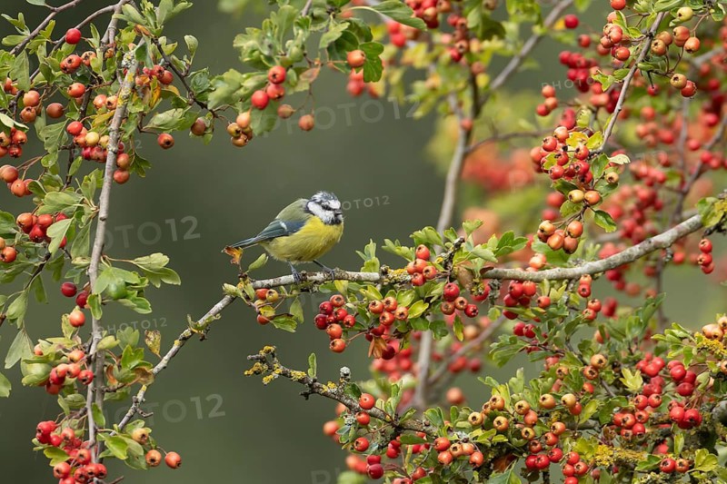Blue tit (Cyanistes caeruleus) adult garden bird in a Hawthorn tree full of red berries in summer, Suffolk, England, United Kingdom
