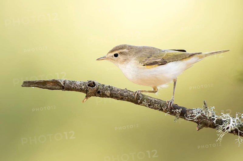 Western Bonelli's Warbler (Phylloscopus bonelli) perched on a branch, Andalusia, Spain