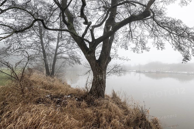 Pond landscape with black alder (Alnus glutinosa) in the fog, Emsland, Lower Saxony, Germany