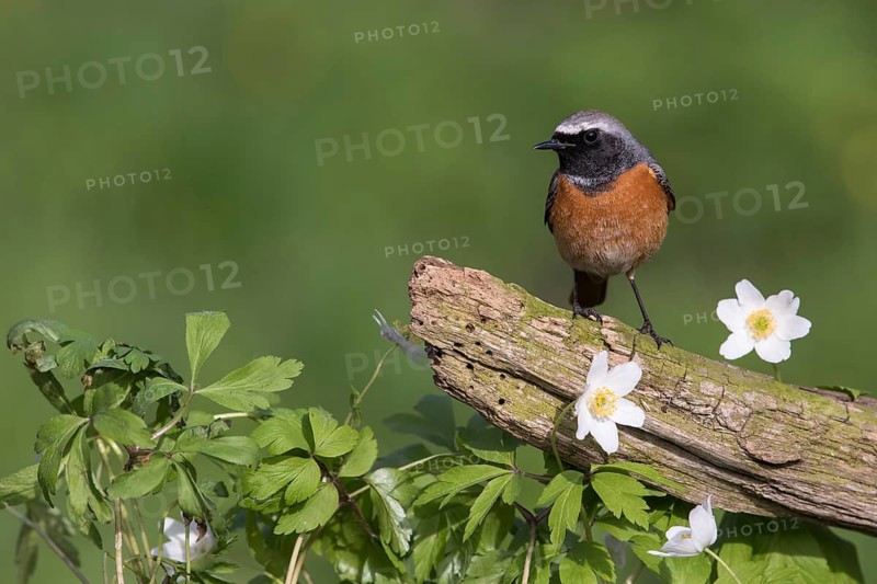 Common Redstart (Phoenicurus phoenicurus) male perched on an old tree trunk amongst flowers, Poland