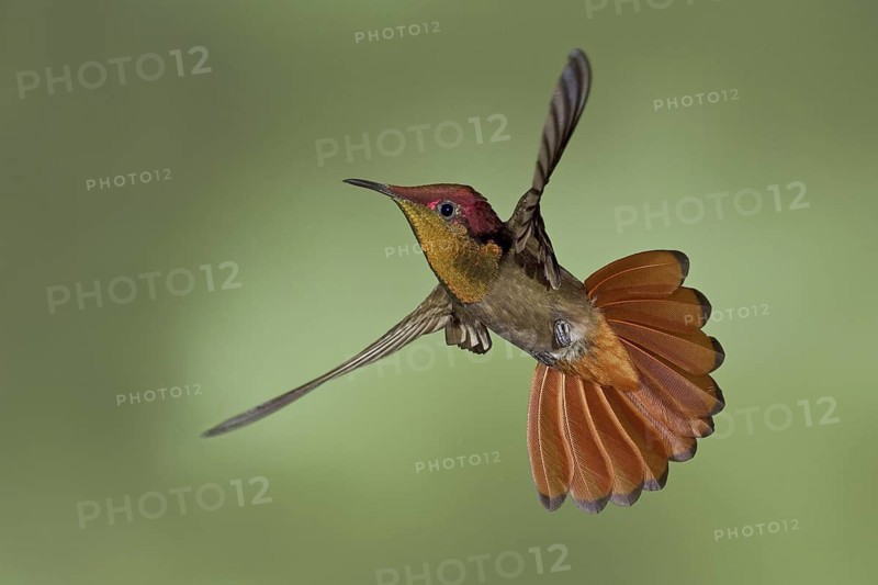 Ruby-topaz Hummingbird (Chrysolampis mosquitus), Trinidad and Tobago