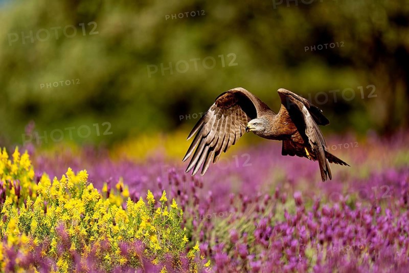 Black kite (Milvus migrans) flying over maquis with crested lavender (Lavendula stoechs) and broom, Castilla-La Mancha, Spain