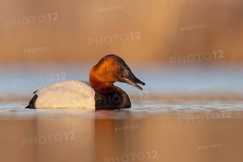 Canvasback (Aythya valisineria) swimming in a pond in Manitoba, Canada