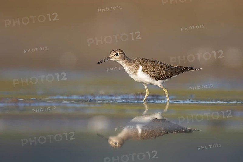 Common Sandpiper (Actitis hypoleucos), North Rhine-Westphalia, Germany