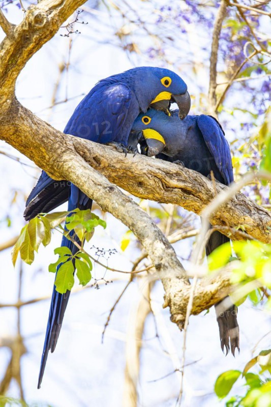 Hyacinth Macaw (Anodorhynchus hyacinthinus) Pantanal Brazil