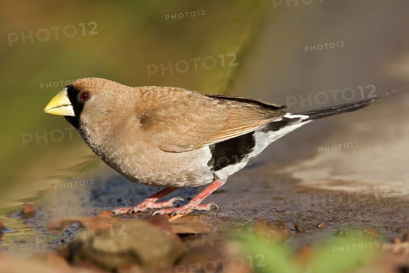 Masked Finch (Poephila personata), Western Australia, Australia