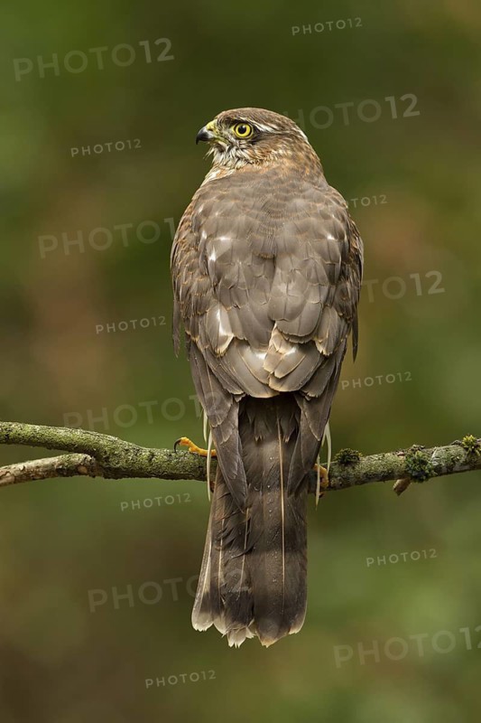 Eurasian Sparrowhawk (Accipiter nisus), Utrecht, Netherlands