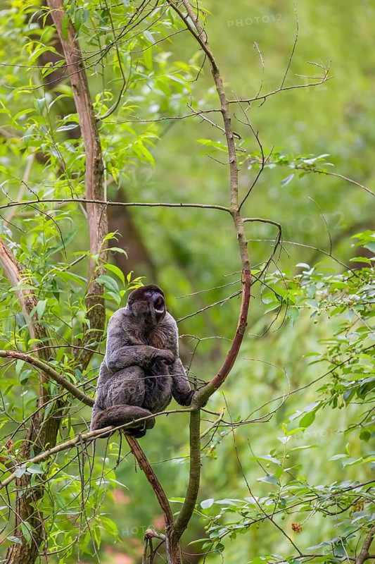 A common woolly monkey, brown woolly monkey, or Humboldt's woolly monkey (Lagothrix lagothricha) climbs in a tree
