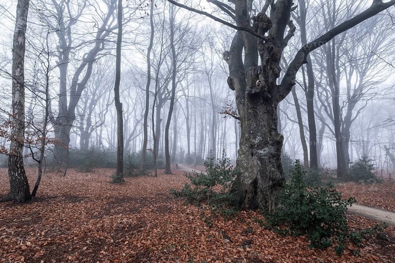 Beech forest (Fagus sylvatica) in the fog, Emsland, Lower Saxony, Germany