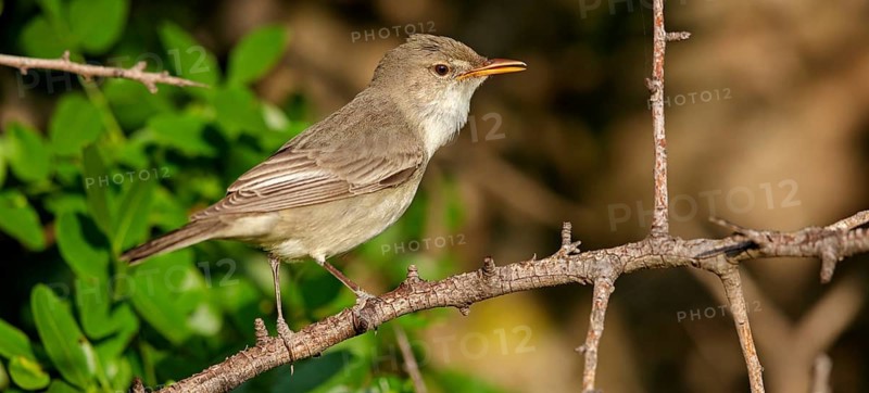 Olive warbler, (Hippolais olivetorum), animal, animals, bird, birds, biotope, habitat, perch, branch, twig, foraging, songbird, reed warbler family Lesvos, Greece