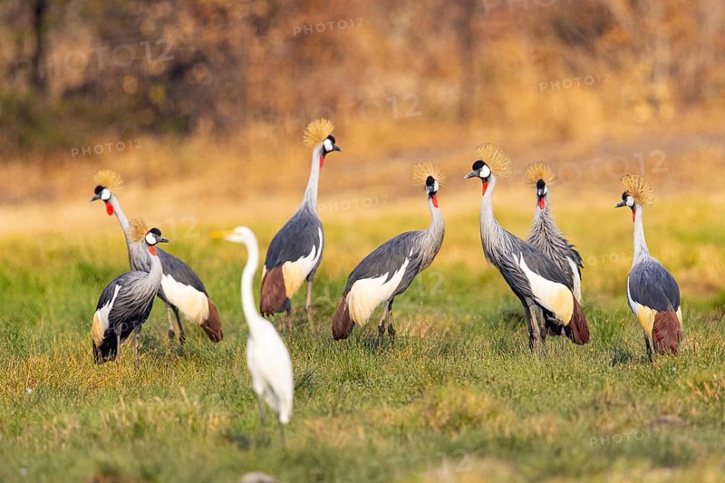 Crowned Crane (Balearica regulorum) courtship behavier South Luangwa NP Zambia August