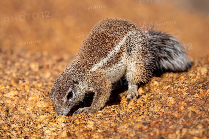 Cape ground squirrel (Xerus inauris), Pontok-Berge, Spitzkoppe, Große Spitzkuppe Nature Reserve, Namibia