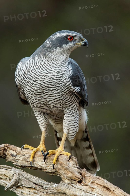 Northern Goshawk (Accipiter gentilis), adult male, Castile and Leon, Spain