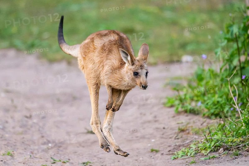 Eastern Gray Kangaroo (Macropus giganteus) youngster jumping on a meadow, captive, Germany