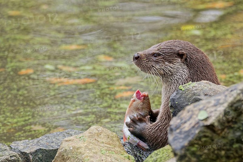 European otter (Lutra lutra) sitting on riverbank and holding a fish while feeding, close-up wildlife scene with wet fur, natural freshwater habitat, detailed portrait of predator behavior, calm water surface in background, high detail nature photography, Poland