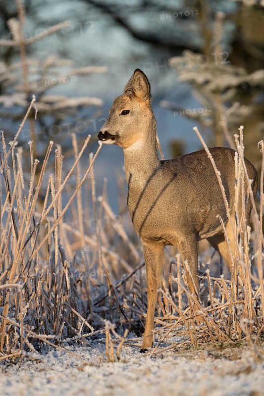 Roe deer standing in hoar frosted dead stinging nettle at minus 15 °C at sunrise. Trees and dead stinging nettle in background