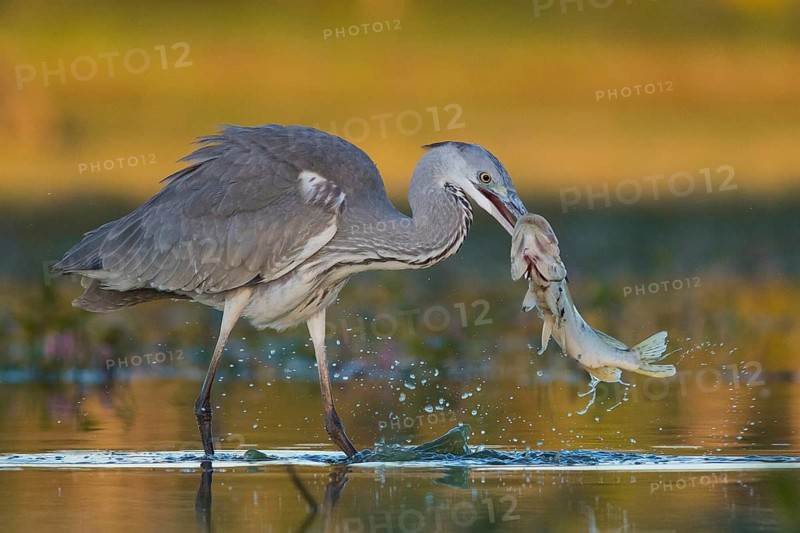 Grey Heron (Ardea cinerea) with fish prey in beak, Tiszaalpár, Hungary
