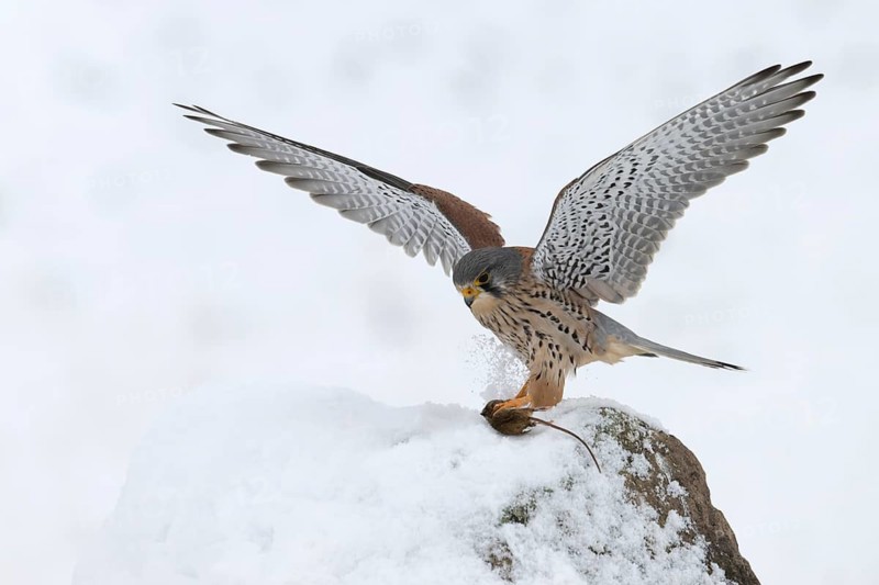 Kestrel (Falco tinnunculus) in the snow, Bitburg, Rhineland-Palatinate, Germany