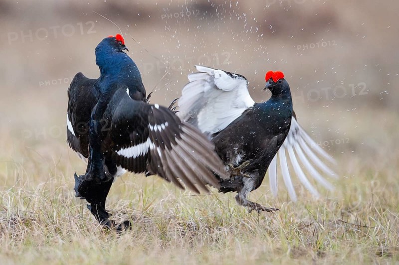 Black grouse (Lyrurus tetrix), black grouse courtship in Sweden, Fågelsjö, Gävleborgs län, Sweden