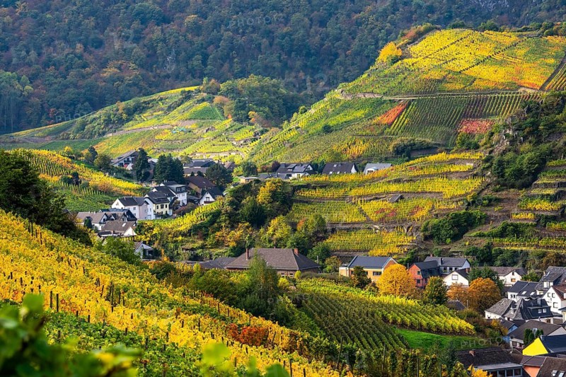 Vineyards in autumn in the central Ahr valley, near Mayschoß, Rhineland-Palatinate