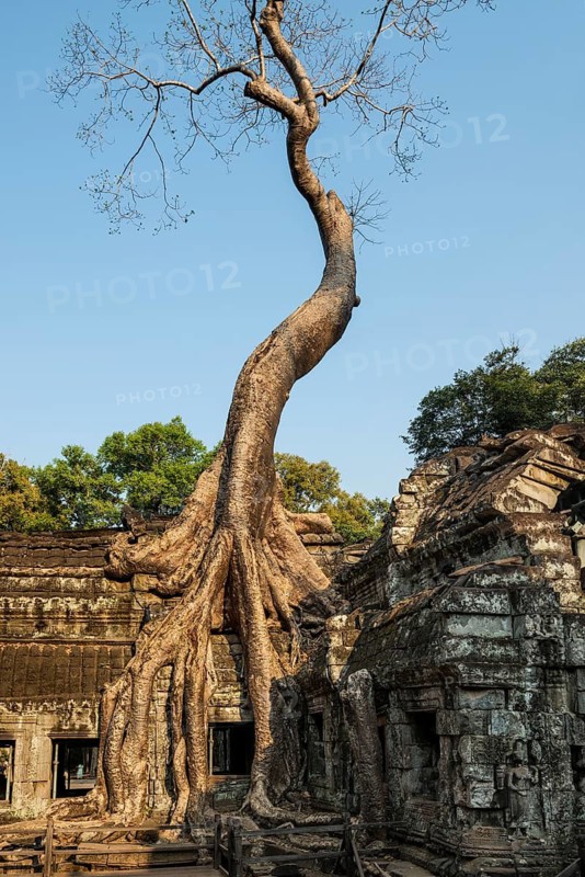 Ta Prohm, Angkor Wat, Angkor, UNESCO World Heritage Site, Siem Reap, Cambodia, Indochina, Southeast Asia