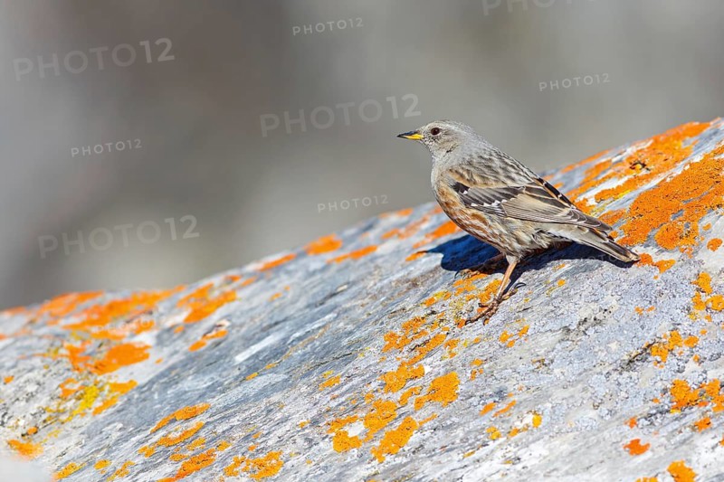 Alpine Accentor (Prunella collaris), Valais, Switzerland