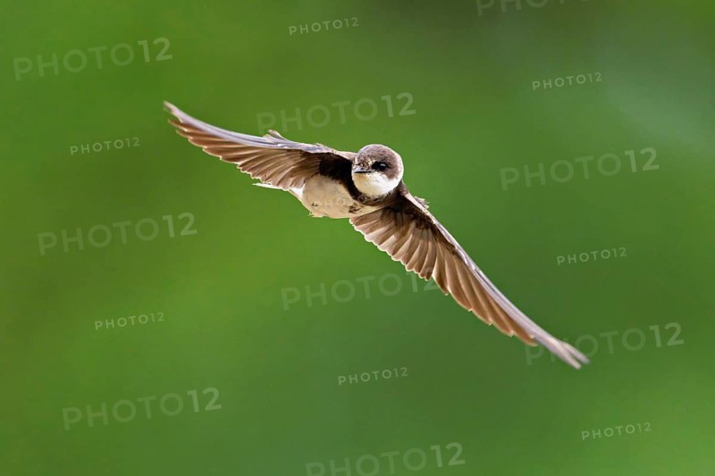 Sand martin (Riparia riparia), in flight, Reussegg nature reserve, Canton Aargau, Switzerland