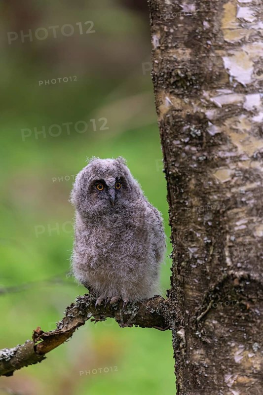 One young long-eared owl (Asio otus), sitting on a branch of a tree. Green vegetation in the background