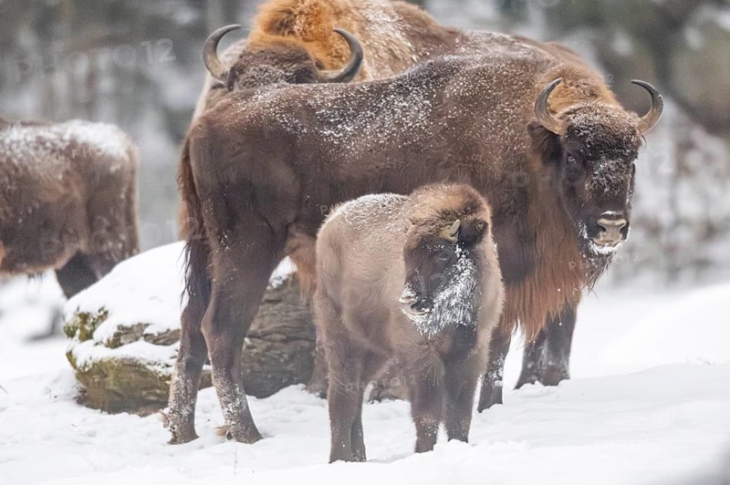 European bison (Bison bonasus) or Wisent standing on a meadow next to the forest in winter, snow, Bavaria, Germany
