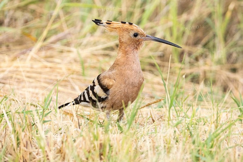 Hoopoe (Upupa epops) Hungary