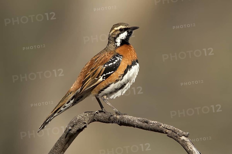 Chestnut-breasted Quail-thrush (Cinclosoma castaneothorax) male, Queensland, Australia